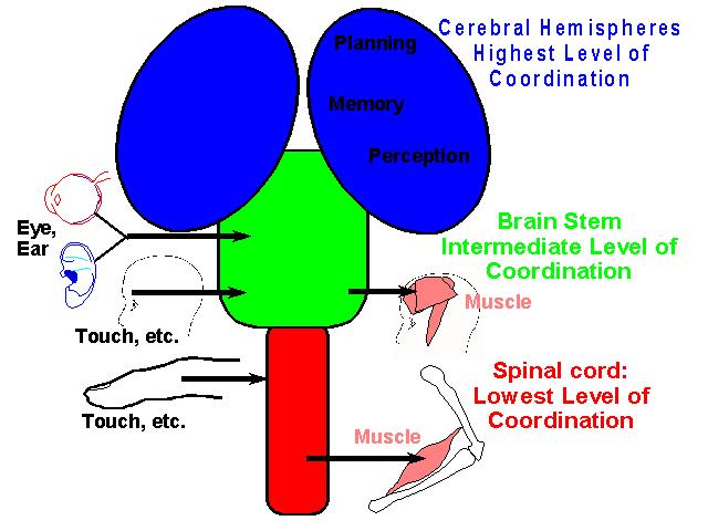 Hierarchy of central nervous system