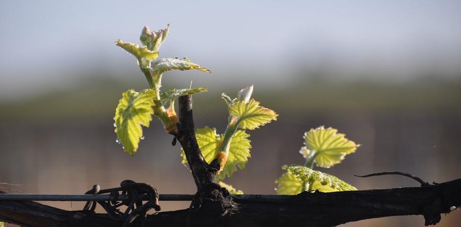 Nutrient Uptake Trial: Determination of Nutrient Uptake in Grapevines Compiled for Murray Valley Winegrowers Inc. June 2015.