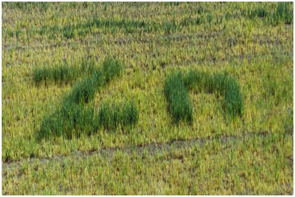 Figure 3 shows impact of zinc fertilizer on a barley crop after a 14-day application.