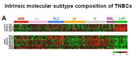 Subtypes of TNBC Pathway Activation in TNBC Subtypes Lehmann, BD, et al Lehmann, BD, et al.