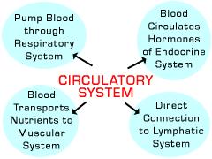 Diagram #1 - Systems Can't Wrk Alne Systems rarely wrk alne. All f the systems in an rganism are intercnnected. A simple example is the cnnectin between the circulatry and respiratry systems.