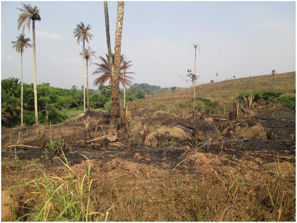 The area known as the Guinea Forest Region, now largely deforested because of logging and clearing and burning of the land for agriculture.