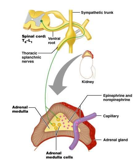 Adrenal gland is exception Synapse in