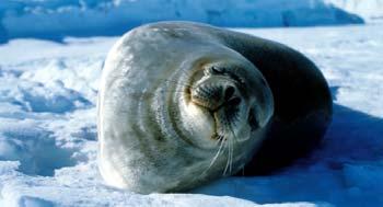 Southern elephant seal Weddell