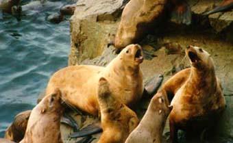Steller sea lions Is predation controlling populations? 3.