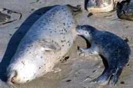 Sharks and Hawaiian Monk Seals Harbor Seals,