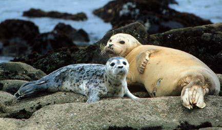 seal deaths Impaired Reproduction Direct experimentation Harbor seal study: