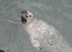 seals: decreased immune function Indirect Mortality