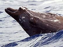 Naval sonar-related cetacean