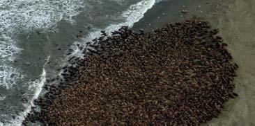 Walruses Ice as a haulout area during pupping and