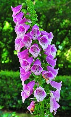 Foxglove Also called digitalis, this plant is not native to Oregon but can be found here frequently. Identification: Foxglove bears tall, dramatic spike of tubular flowers with speckled throats.