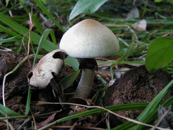 Treatment: Do not force vomiting, wash hands thoroughly with soap, and seek treatment for poisoning. Mushrooms The are very many varieties of mushrooms, ranging from edible to deadly poisonous.