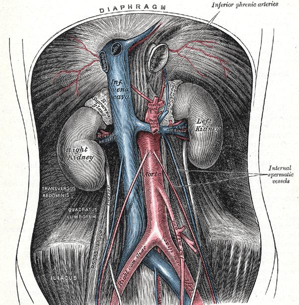 Aorta - Anatomy Courses from Xyphoid to umbilicus Originates at diaphragm and extends to iliacs Main branches Celiac