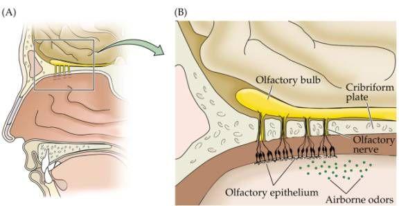Step 2: Detection Within the olfactory epithelium lies the olfactory receptor neurons, with cilia protruding