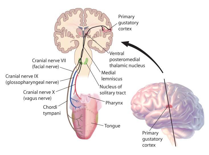 Gustatory Processing Cranial nerves VII, X, XI Nucelus of the tractus