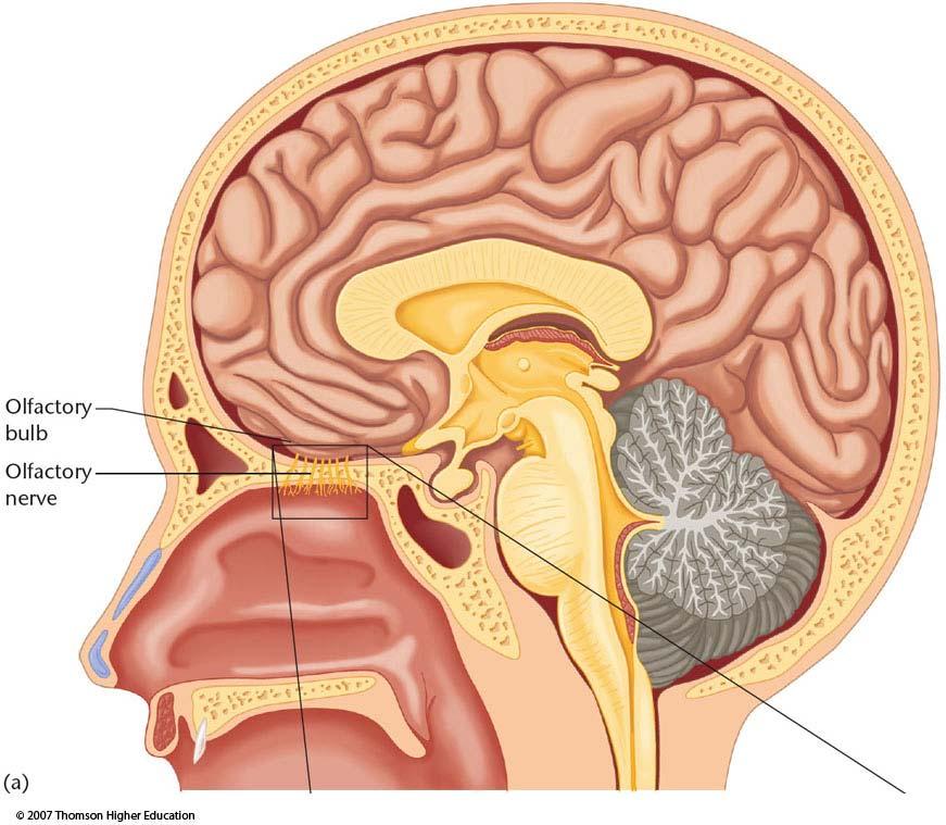 Olfactory Anatomy Direct connection from receptors to olfactory bulb Olfactory receptors interact with many different odorants