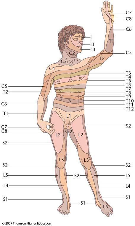 Dermatomes Represent areas of the body surface