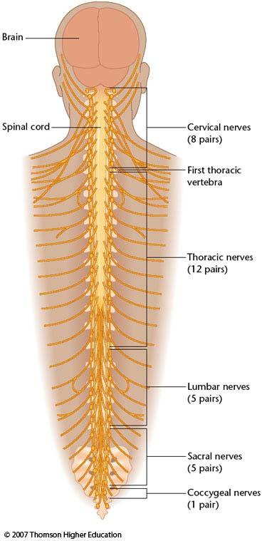 the spinal cord that sensory information enters