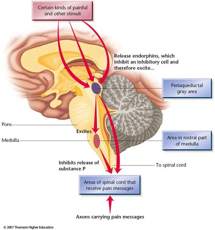 Pain Pathways and nuclei involved in processing pain Gate Theory Non-pain stimuli