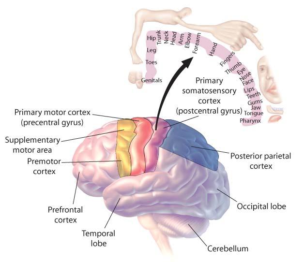 Somatosensory Homunculus Somatosensory system is organized like a distorted map