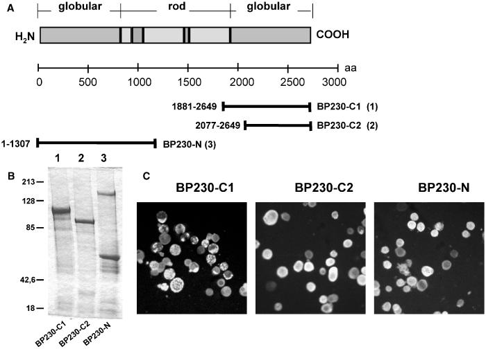122 : 6 JUNE 2004 AUTO-ANTIBODY PROFILES AND BULLOUS PEMPHIGOID 1415 Figure 1 Bullous pemphigoid (BP)230 recombinant proteins utilized in this ELISA study.