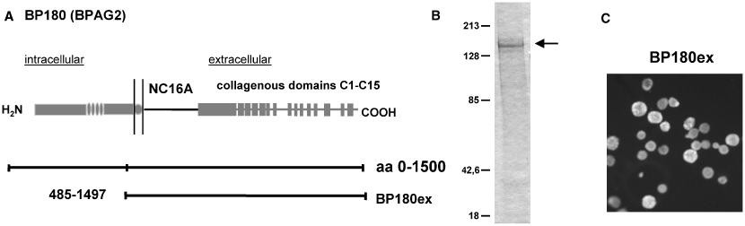 (B) The recombinant BP230 fusion proteins are 6xHis- and glutathione-s-transferase (GST) tagged at their NH 2 terminus.