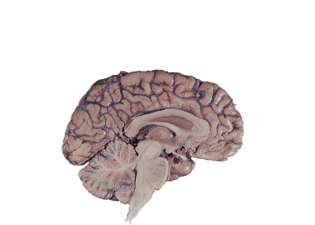 The Brain Thalamus Processes all sensory information (except olfaction) Relays information to appropriate higher brain centers Hypothalamus Controls