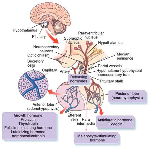 Neuroendocrine System Posterior Pituitary Randall et al.