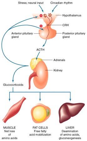 Glucocorticoids (from adrenal cortex) Released in response to ACTH (Adrenocorticotropin) from Anterior Pituitary Steroid hormones (lipid soluble) derived from cholesterol 1. Reproductive 2.