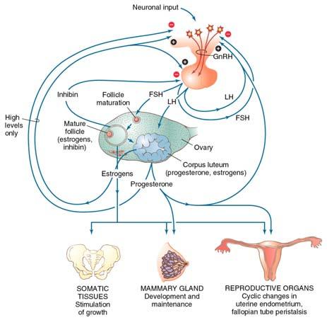 Female Sex Hormones Estrogens Ova created and stored before birth (mammals and birds)