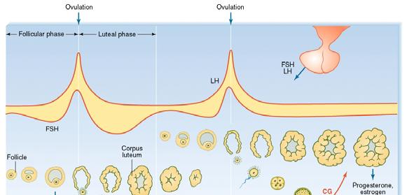 phase > development of ovarian follicles 9-47 Randall et al.