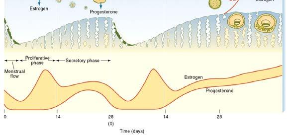 LH help generate Estrogen (3) 3 6 This Estrogen causes hypothal and ant. pit.