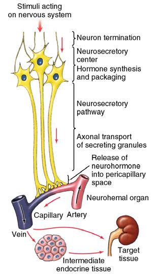 into blood stream 5 Neuroendocrine Systems 9-14 Randall et al.
