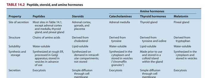 Hormone Types 1 Amines small (e.g.