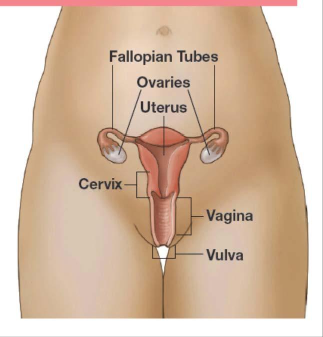 Cervix Cancer Basics Cervix is the lower, narrow end of the uterus.
