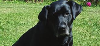 GUNNER Breed: British Black Lab Age: Four Therapy Dog Since: 2015 Favourite Treat: Blue squeaky dental ball Favourite Toys: Milk bones The safe Mission and effective of the Animal Pet Therapy