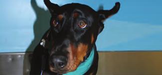 KANE Breed: Doberman Age: Six Therapy Dog Since: 2014 Favourite Treat: All treats Favourite Toys: Any ball, as long as you throw it safe and effective Animal Assisted