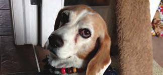 LOLA Breed: Beagle Age: Ten Therapy Dog Since: 2015 Favourite Treat: Being chased and getting treats The safe Mission and effective of the Animal Pet Therapy Assisted Society Activities is to and