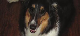 Bandit aka Bandito Breed: Border Collie / Rough Collie Age: Five Therapy Dog Since: 2011 Favourite Treat: Herding kids! safe and effective Animal Assisted Activities and Programs.