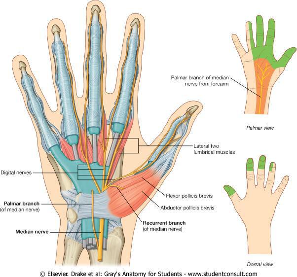 Median n in hand Enters palm through carpal tunnel, deep to flexor retinaculum & divides lateral &