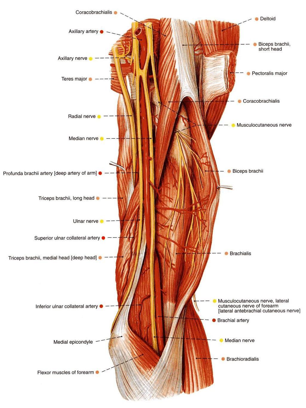 Ulnar nerve C8T1 Origin : medial cord of brachial