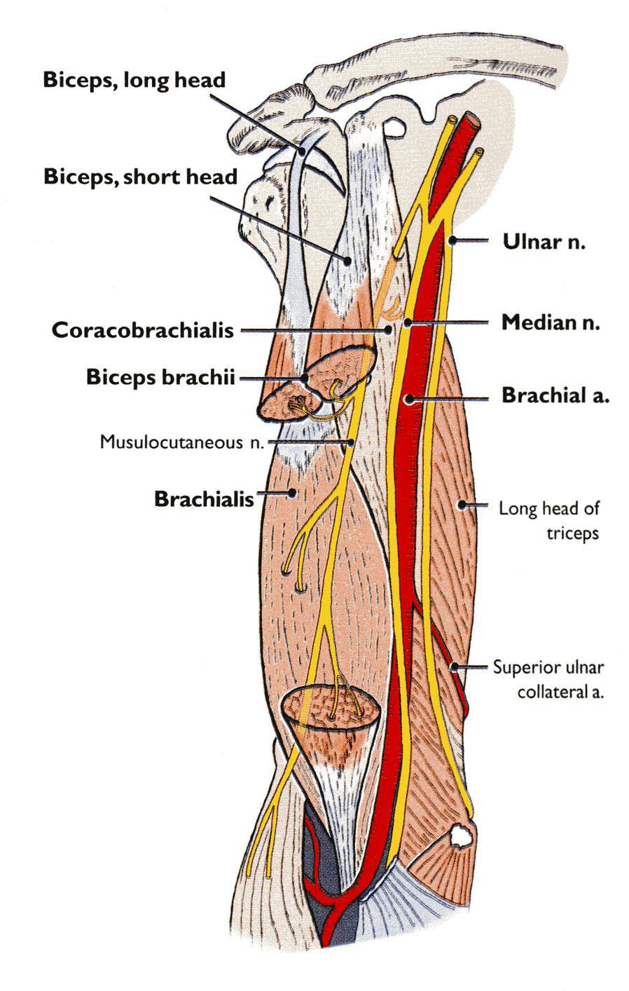 Ulnar nerve in forearm It continues downward to