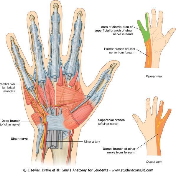 Ulnar nerve in Forearm Muscular: FCU & FDP Flexor carpi ulnaris. Medial ½ of FDP Articular: elbow joint.