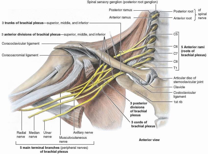Median Nerve Origin : C5,C6,C7 & C8, T1 median nerve is formed anterior to third part of axillary