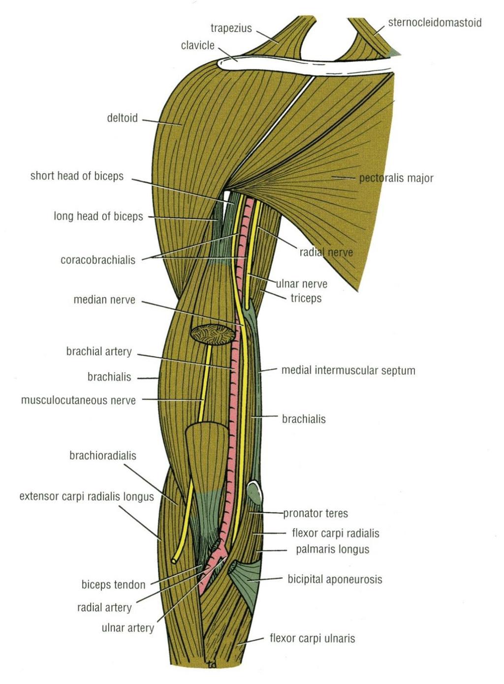Median nerve - C5,C6,C7 + C8,T1 Origin: 2 roots - medial & lateral cords of brachial plexus.