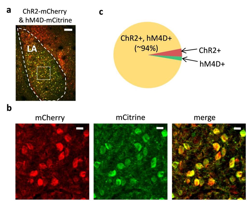 Supplementary Figure 3 Coexpression of ChR2 and hm4d in LA for slice recording.