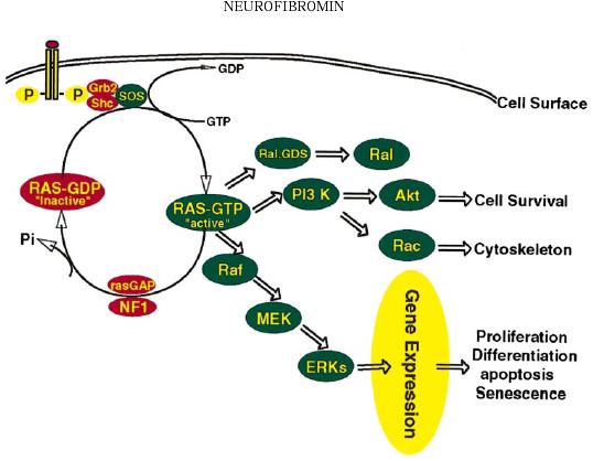 NF1 Controls Ras Activity Neurofibromatosis identified in 1882 17q11.