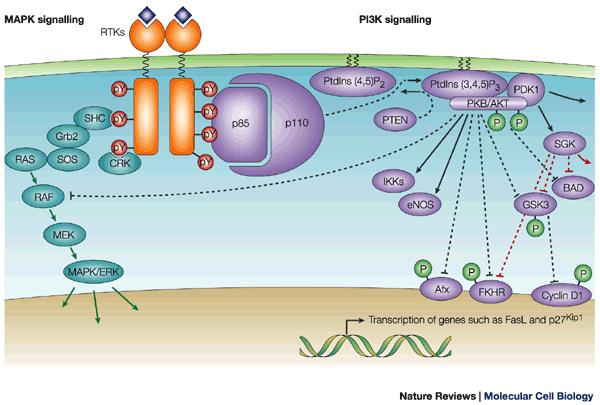 PTEN Regulates AKT Activity Protein tyrosine phosphatase Mutated in glioma, breast prostate, head&neck,