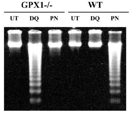 GPx-1 in superoxide generator-induced apoptosis and signaling (Fu at el.
