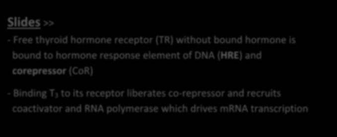 Slides >> - Free thyroid hormone receptor (TR) without bound hormone is bound to hormone response element of DNA (HRE) and corepressor (CoR) - Binding T 3 to its receptor liberates co-repressor and